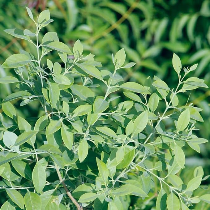 Aromatics International Premium Organic Sandalwood Essential Oil 18ml | 100% Pure Essential Oil for Diffusion & Aromatherapy