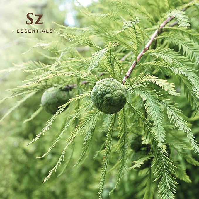 Cypress Essential Oil (Cupressus sempervirens) - 100% Pure & Undiluted - Fresh Crisp & Woody Aroma with Overtones of Earth and Evergreen - Therapeutic Grade and Vegan - 0.17 oz (5ml)